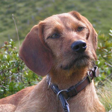 Styrian Coarse-Haired Hound Breed Guide - Learn about the Styrian Coarse-Haired Hound.