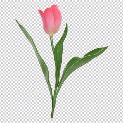 Una flor de tulipán rosa sobre un fondo transparente Archivo PSD Premium