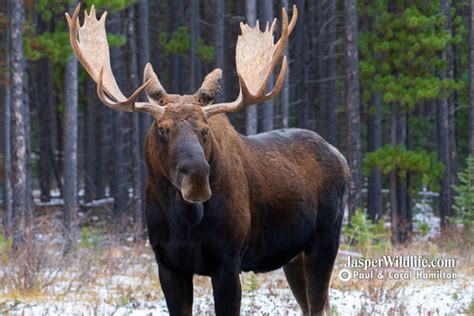 Jasper Winter Wildlife Tours