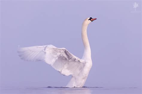 The Swan Dance by thrumyeye on DeviantArt