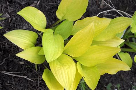 Хоста «Madam» 800 руб, купить, фото, описание