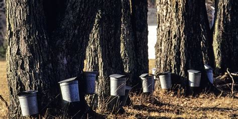 Maple Syrup 101 Spouts Tapping And Trees Chelsea Green Publishing