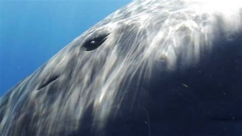 Sperm Whale Greeting - YouTube