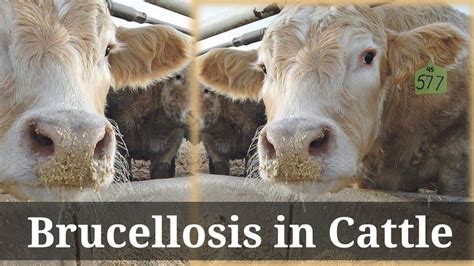 Brucellosis In Cattle Youtube