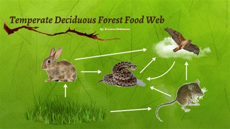 Deciduous Forest Food Web Animals