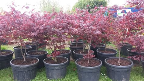 Japanese Maple Bloodgood Wykeham Mature Plants