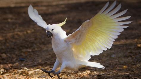 Cockatoos: Facts, List of Types, Care as Pets, Price, & Pictures