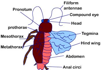 Cockroach Morphology And Anatomy Of Cockroach Phd Nest