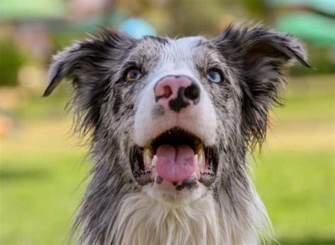 Australian Shepherd Husky Mix Exercise and Activity Requirements | PETSIDI