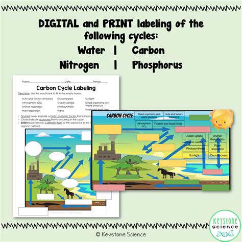 Blank Nitrogen Cycle Worksheet