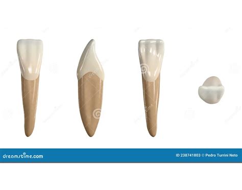 Mandibular Central Incisor Identification Quiz