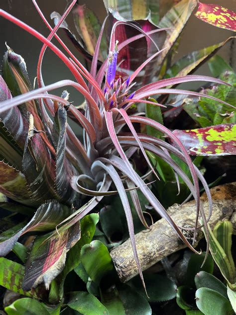 Tillandsias, Growers Choice- Small - The Exotic Shop