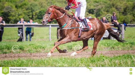 Racing Horse Portrait In Action Stock Photo Image Of Horse Gallop