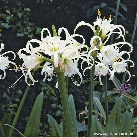 Ismene. Sie duften herrlich und sehen fast aus wie Orchideen. Aus einem ...