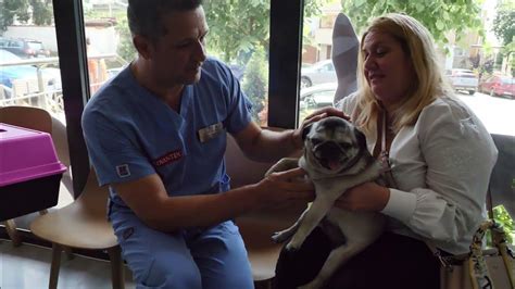 Многопрофилна ветеринарна клиника "България" - YouTube