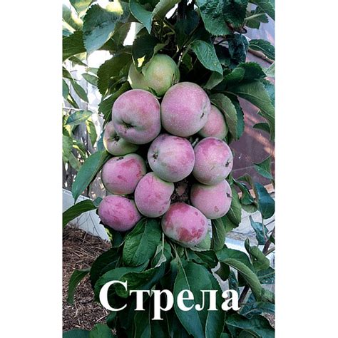 Купить Яблоня колонновидная "Стрела" Садоград 2хлетние саженцы ...