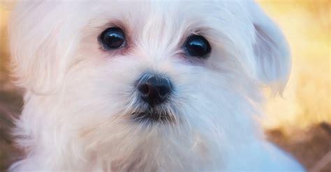 Les Bichons Maltais croisés caractéristiques et photos