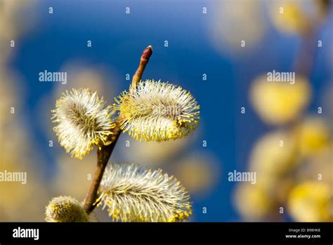 Pussy Willow Blossoms Stock Photo Alamy