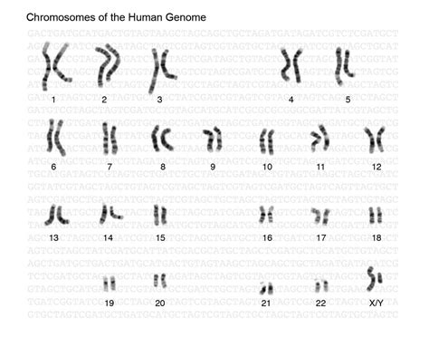 Mitosis And Meiosis Genetics Agriculture And Biotechnology