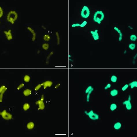 Cma 3 Dadapi Sequential Staining In R Mariajoseae A B And R Download Scientific Diagram