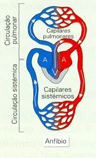 Sistema Circulatório Dos Anfíbios - BIOFLAGRANTES*: SISTEMA CIRCULATÓRIO DOS VERTEBRADOS