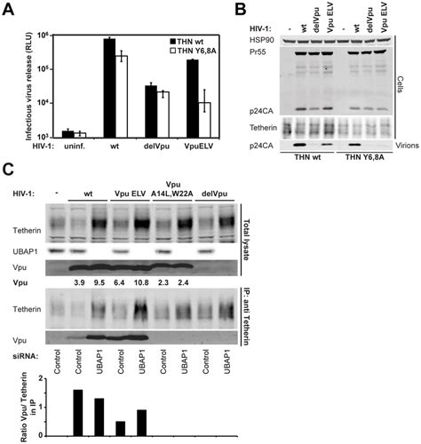 Residual Activity Of Vpu ELV Requires An Intact Recycling Signal In