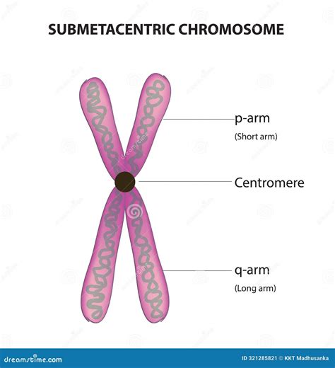 Mitosis Is A Type Of Cell Division Stock Photo | CartoonDealer.com