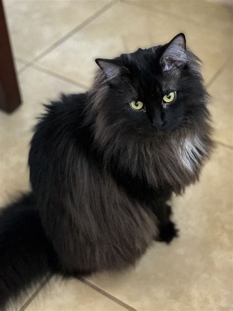 American Longhair Cat Black Make A Major Record Efecto