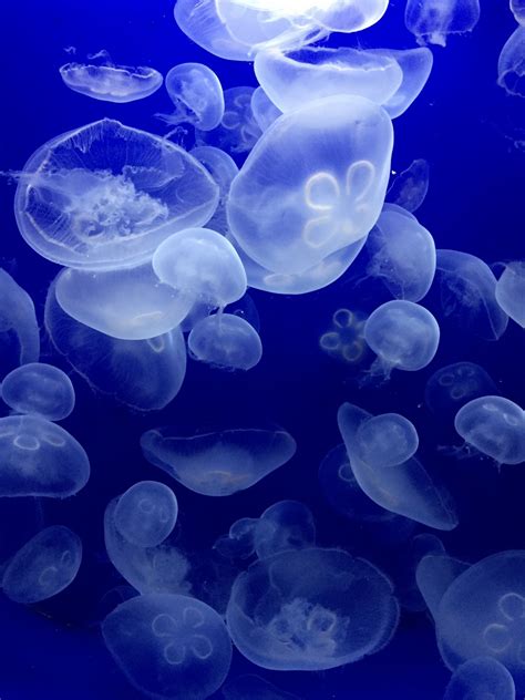 images petal jellyfish blue invertebrate family meditation