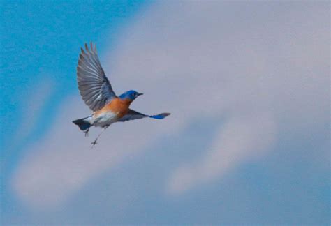 Do Eastern Bluebirds Migrate for the Winter? - Avian Report