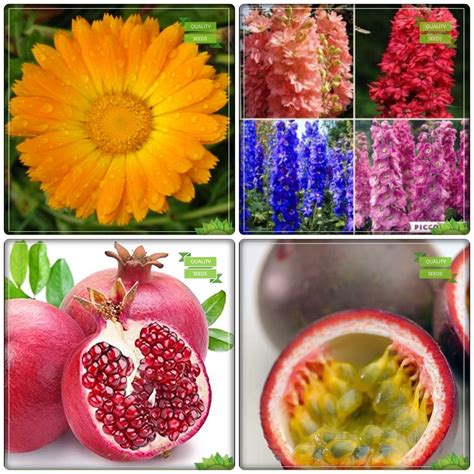 Creative Farmer Bonsai Suitable Seeds Combo Fruit Pomagranate Passion Fruit Violet Pot