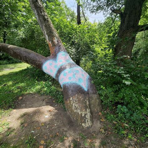 Bikini Tree In Decatur IL With Photos