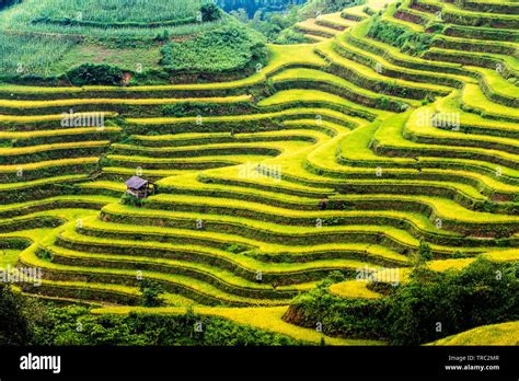 Nice view of ripen rice terraces in Y Ty, Vietnam in harvest time Stock ...
