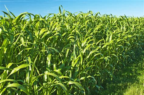Sudan Grass, Sorghum Sudanense Energy Plant Stock Photo - Image of ...