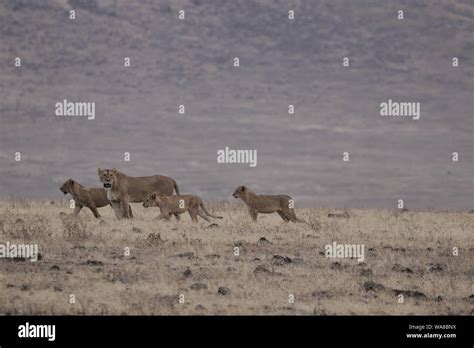 On the move Stock Photo - Alamy