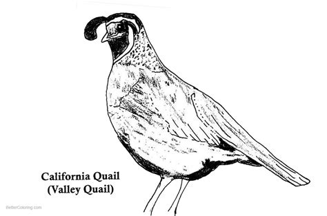 California Quail Coloring Pages - Free Printable Coloring Pages