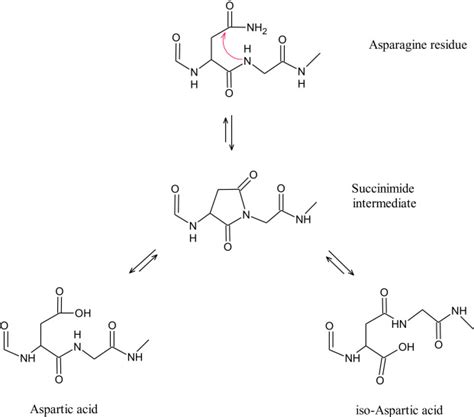 Oxidation And Deamidation Of Monoclonal Antibody Products Potential