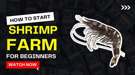 How To Start Shrimp Farming For Beginners Prawns Farming Guide