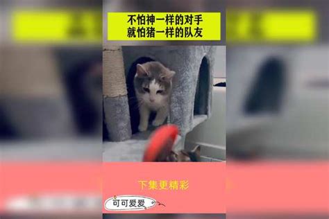 不怕神一样的对手，就怕猪一样的队友，猫：我吃不到谁也别想吃！队友对手