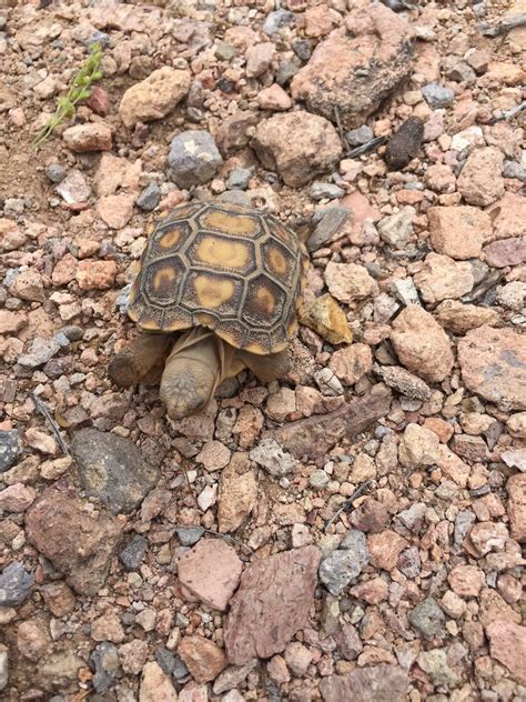 Desert Tortoisekofa