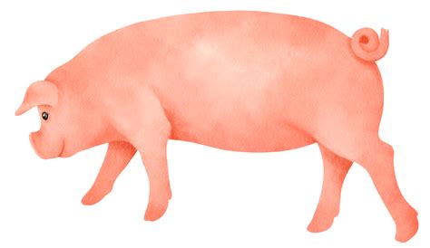 Cute Pig Watercolor Illustration 9661563 Png