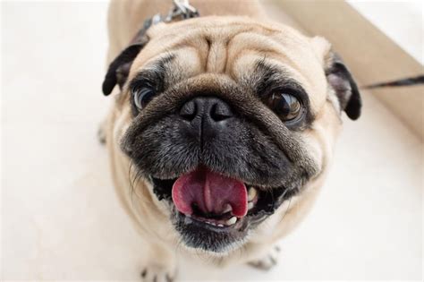 Ugly Dogs 2024: Here are the 10 most adorably ugly dog breeds