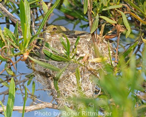 Lesser Goldfinch Nest