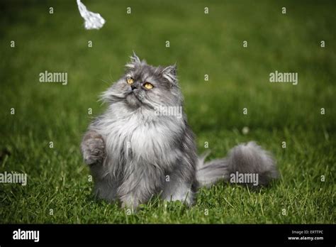 Sitting Persian Cat Stock Photo Alamy