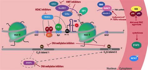 Reactivation Of Hiv 1 Transcriptional Latency During Latency Nuc 1