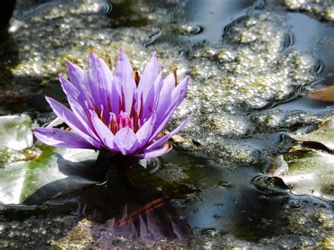 Purple Water Lily Flower in a Pond Stock Image - Image of lily, nature: 140022659