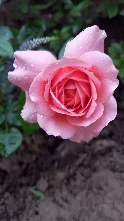 Чайно-гибридная роза Романтик Антик от Кордес.РОСТОВ-НА-ДОНУ. - YouTube