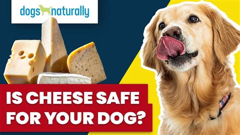 Is Cheese Safe For Your Dog? - Dogs Naturally