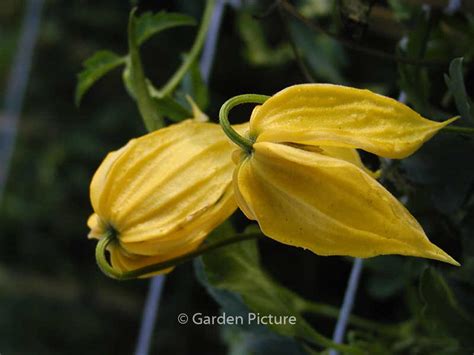 Clematis ‘lambton Park Esveld Shop