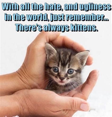 Pin By Patti Mortensen On Smitten With Kittens In 2024 Funny